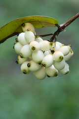 Ripening fruits of Powderpuff Lillypilly (Syzygium wilsonii) tree.