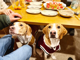 ケーキを置いたテーブルの下から顔を出す2匹の犬