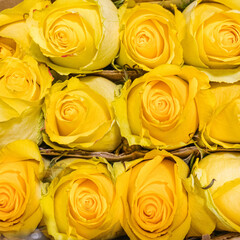 delivery of fresh flowers to a flower shop. Close-up.
fresh yellow roses in a cardboard box top view.
