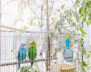 budgerigars look out of the cage with interest.
two wavy parrots in a white cage by the window.
