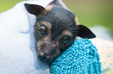Orphan Spectacled Flying-fox in care.