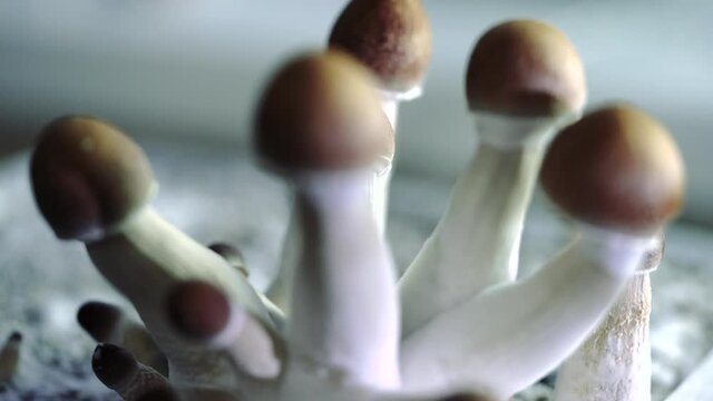 Various 4k closeup shots of a growing batch of psilocybe mushrooms. Very detailed shot of the medicine of the future.