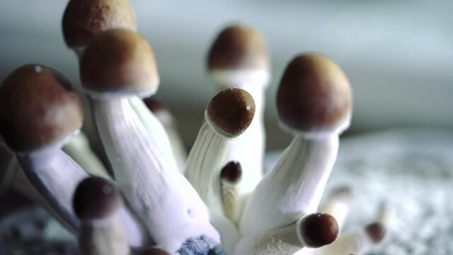 Various 4k closeup shots of a growing batch of psilocybe mushrooms. Very detailed shot of the medicine of the future.