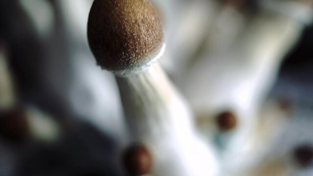 Various 4k closeup shots of a growing batch of psilocybe mushrooms. Very detailed shot of the medicine of the future.
