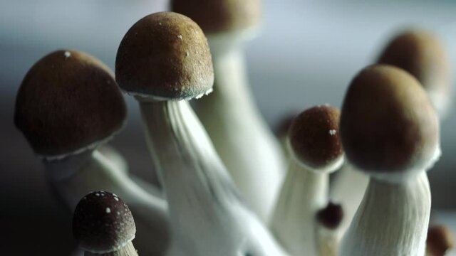 Various 4k closeup shots of a growing batch of psilocybe mushrooms. Very detailed shot of the medicine of the future.