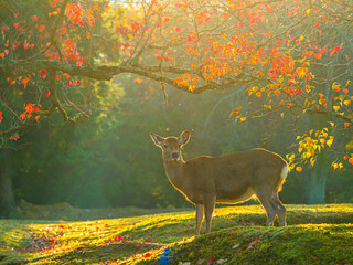 deer in the woods