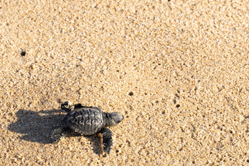 bebé tortuga caminando hacia el mar