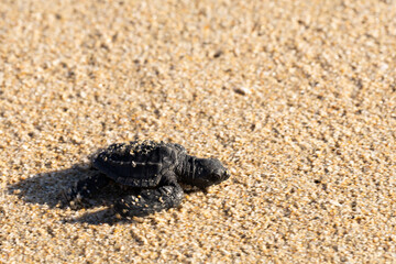 bebé tortuga caminando hacia el mar