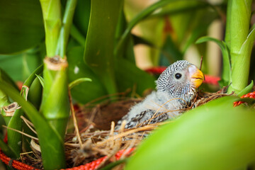 Young Indian girl feeding pet bird budgie chick or baby love bird with her hand. kid taming, playing with small birdie, giving food green leafy vegetable for eating.