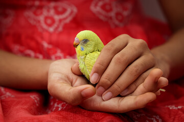 Young Indian girl feeding pet bird budgie chick baby yellow love bird with her hand. kid taming, playing with small sleeping birdie, giving food green leafy vegetable for eating recessive pied budgie 