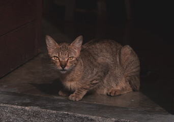 Obraz premium Stray Cat