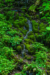 green moss on the rocks