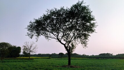 Obraz premium tree in the field