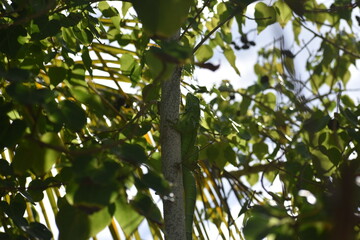iguana in tree