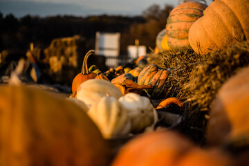 Gourds in a row closeup