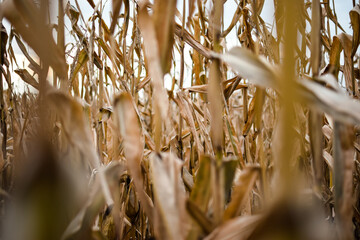 Closeup of corn stalks