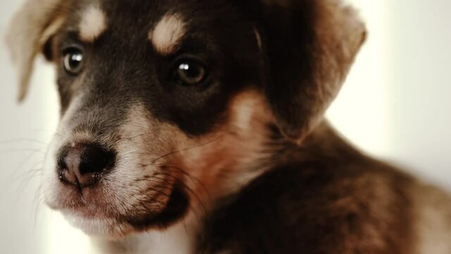 Various closeup shots of sleepy puppy in evening light.