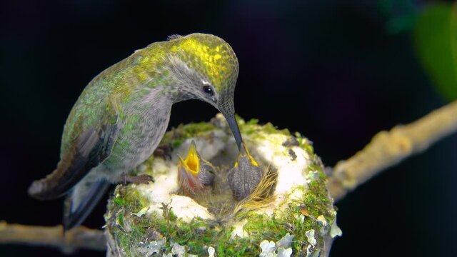 Female hummingbird standing on the rim of her nest and feeding her two babies
