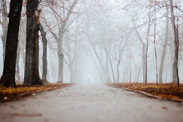 Foggy winter scene with leafless tree and red park bench in fog