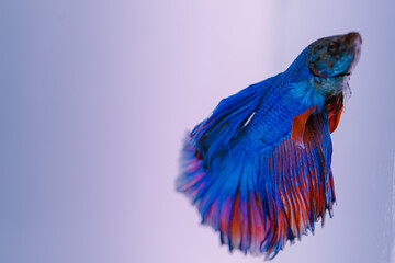 beautiful ornamental betta fish,
with blur background