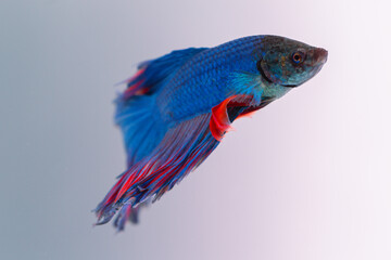 beautiful ornamental betta fish,
with blur background