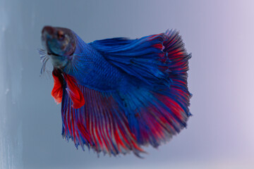 beautiful ornamental betta fish,
with blur background