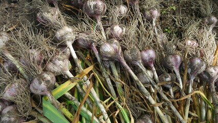 garlic with green tops and roots