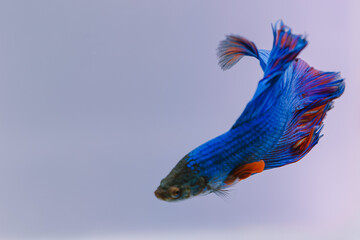 beautiful ornamental betta fish,
with blur background