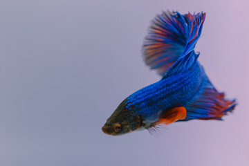beautiful ornamental betta fish,
with blur background