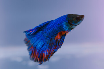 beautiful ornamental betta fish,
with blur background