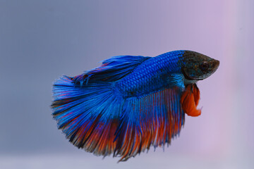 beautiful ornamental betta fish,
with blur background