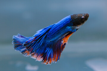 beautiful ornamental betta fish,
with blur background