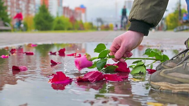 A not indifferent passerby picks up a red rose from a puddle, shaking off drops of water from it