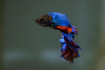 beautiful ornamental betta fish,
with blur background