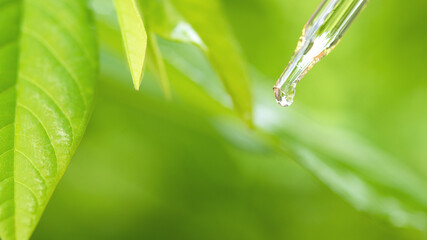 droplet dosing a biological herbal extract.