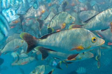 Obraz na płótnie Canvas banc de poisson dans le lagon de rangiroa, tuamotu, polynésie francaise
