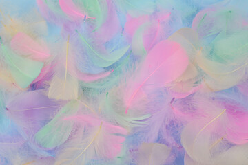 Background texture of brightly colored colorful bird feathers