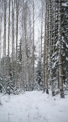 forest in winter