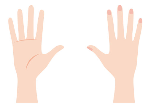 手のひら Images Browse 9 903 Stock Photos Vectors And Video Adobe Stock