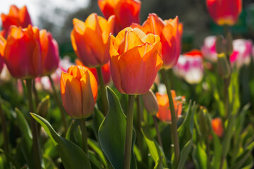 Orange tulips close-up in the garden. Beautiful spring flower background. Soft focus and bright lighting. Blurred background with space for text.Flowerbed in the bright sunlight.Macro, Selective focus