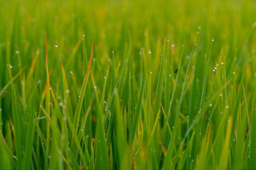 Fototapeta na wymiar Dew drop on green grass field in morning