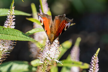Peacock butterfly (lat. Aglais io) on a fluffy Veronicastrum virginicum inflorescence on a warm summer day - obrazy, fototapety, plakaty