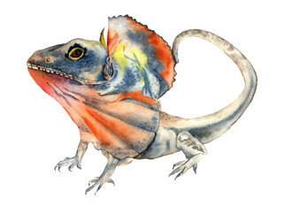 Chlamydosaurus. Scaly and Lizards Australia - 481530238