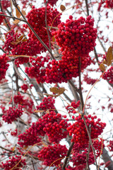 Ripe berries of autumn rowan