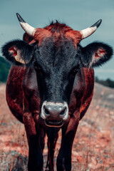 Brown and Black Cow with Horns