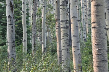 Forest of thick white Aspen Poplar trees.  Frame filled with white trunks.