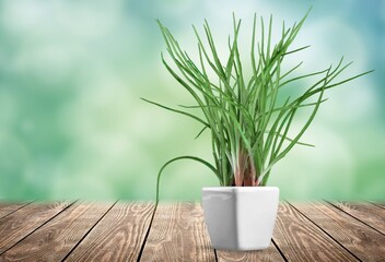 defocused abstract background of green house plant