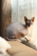 Curious sphynx cat on sofa at home