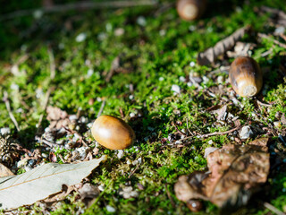 mushroom in the forest