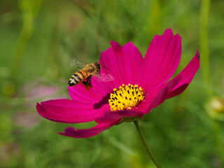 bee on a flower